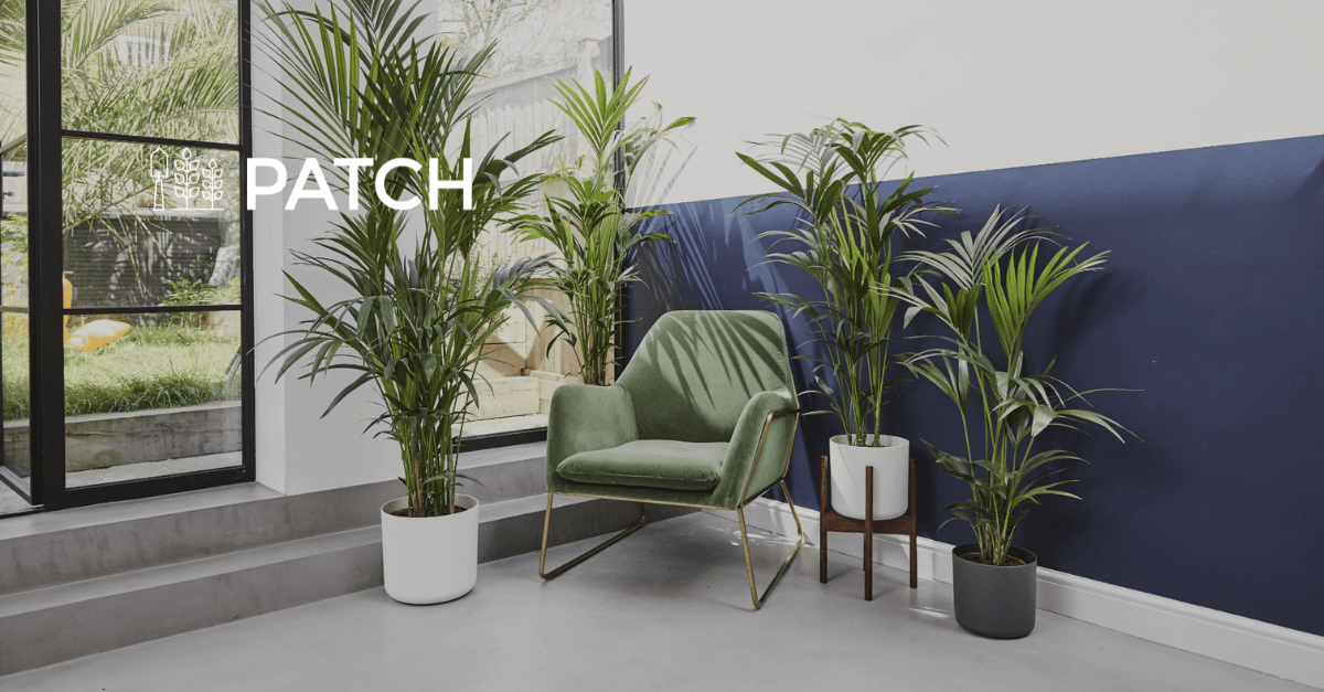 Patch case study