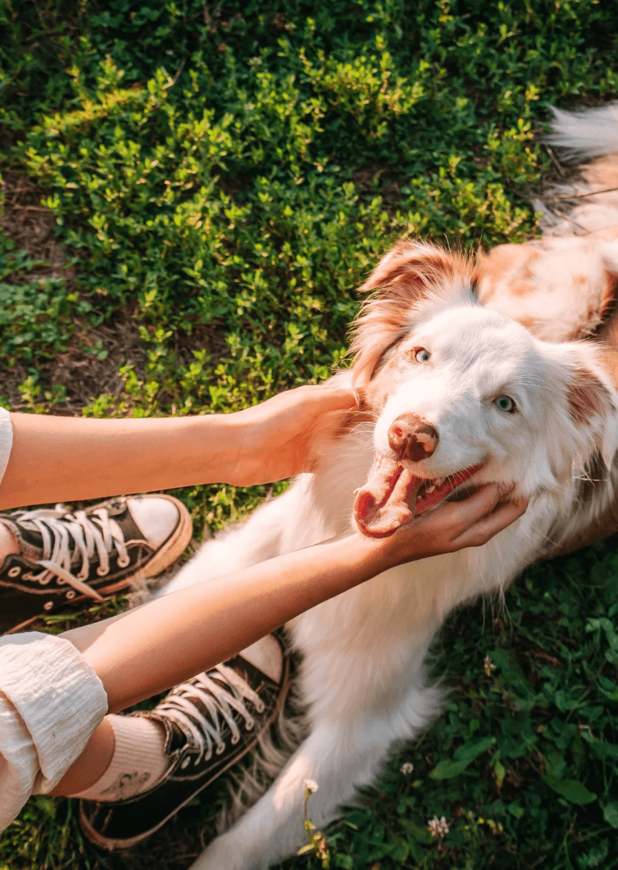 Image of woman stroking dog