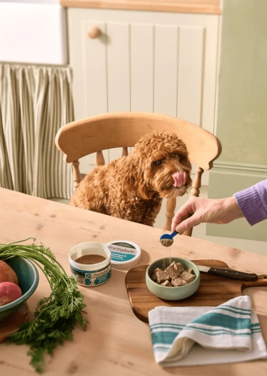 A dog waiting for it's dinner